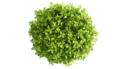 Green bush on transparent background