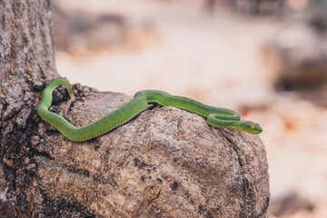 Cryptic Green Pitviper - Trimeresurus Cryptographicus curled up on a branch with sunlight after rain. Rare new species snake pit viper in nature forest Phitsanulok Thailand.