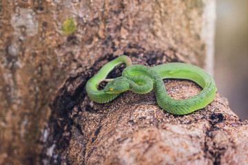 Cryptic Green Pitviper - Trimeresurus Cryptographicus curled up on a branch with sunlight after rain. Rare new species snake pit viper in forest Phitsanulok Thailand.
