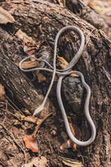 Oriental Whip Snake - Ahaetulla prasina creamy or grey white morph is a very mildly venomous snake in the family Colubridae not harmful to humans.