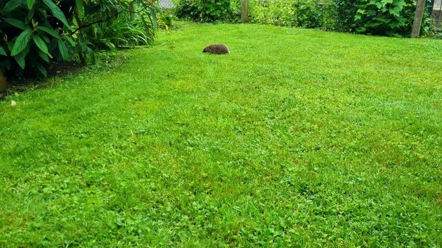 A hedgehog slowly walks through lush green grass in an urban garden, moving slowly to find cover under a bush