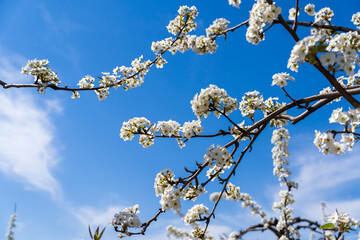 Pear flowers bloom in spring