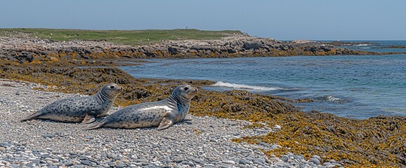 Two harbor seals resting on a rocky beach near ocean.