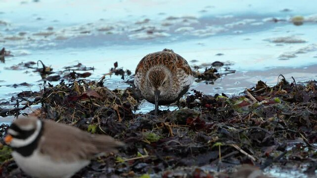 High detail footage of dunlin feeding in waterline