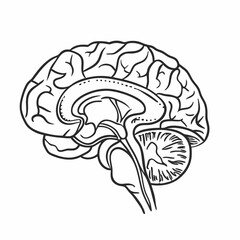 Brain of the person for medical design vector illustration (1)