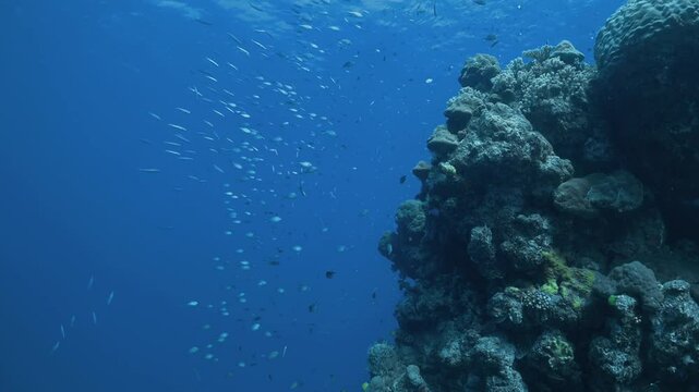 Underwater scene with coral reef and fishes. Forward glide through the vibrant waters of the Great Barrier Reef. Tropical fish weave amongst the camera.