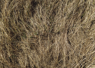 Old dried grass in the autumn forest. Texture of couch grass and other herbs.