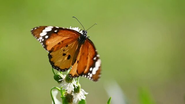 Plain Tiger and Water Snowball