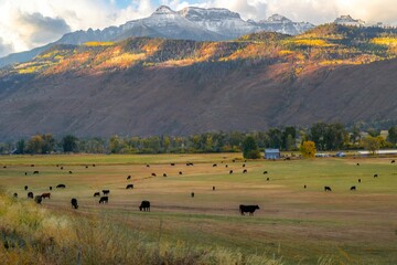 Cattle grazing in a scenic autumn field.