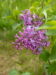 Fototapeta premium branches of lilac on a spring day