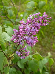 Obraz premium blooming purple lilac on a spring day