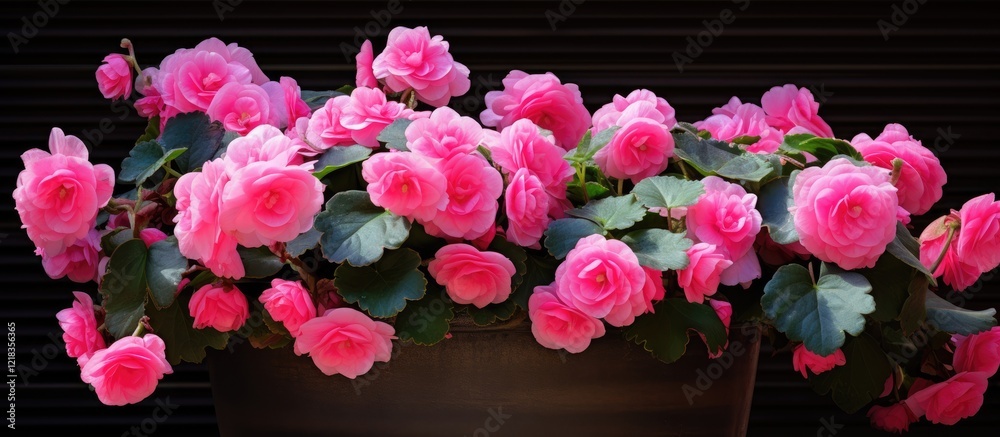 Poster vibrant pink begonia flowers in full bloom arranged in a black pot against a dark textured backgroun