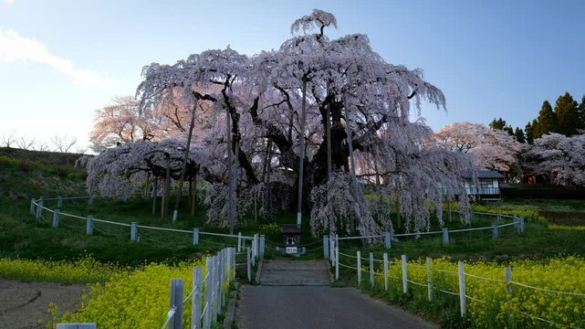 三春滝桜 Images – Browse 289 Stock Photos, Vectors, and 三春滝桜 Images – Browse 289 Stock Photos, Vectors, and