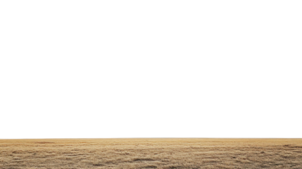 Golden field under a clear blue sky, showcasing the beauty of nature and openness in a serene landscape.