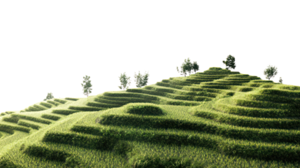 Lush green hills with terraced fields and a few trees against a clear sky, showcasing the beauty of nature in agricultural landscapes.