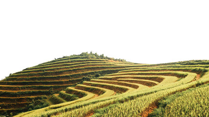 Lush green terraced fields cascading down a hillside under a clear blue sky, showcasing the beauty of agricultural land in harmony with nature.