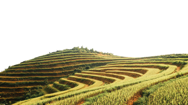 Lush green terraced fields cascading down a hillside under a clear blue sky, showcasing the beauty of agricultural land in harmony with nature.