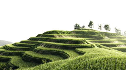 Lush green terraced rice fields on a hill, showcasing an intricate design of agriculture against a bright sky.