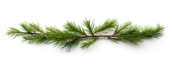 Fototapeta premium Green Christmas tree branch with dense needles positioned diagonally on a white background, ideal for overlays of text or additional images.