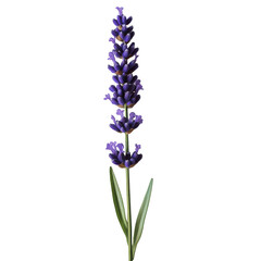 Obraz premium Lavender Flower Stem Close Up on transparent background.