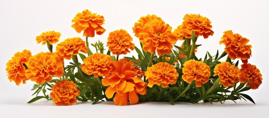 Vibrant orange marigold flowers arranged in a harmonious close-up with lush green leaves set against a clean white background.