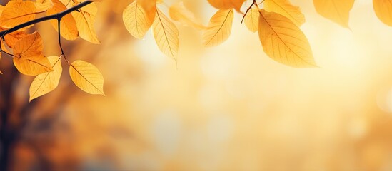 Autumn scene with soft yellow leaves in the upper left corner against a blurred warm orange background creating a tranquil atmosphere.
