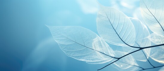 Delicate skeleton leaves in soft focus against a serene blurred blue background, showcasing intricate details and providing ample negative space for design.