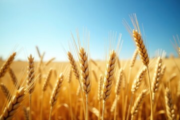 Fototapeta premium ripened wheat stalks stretching towards the open sky, ripe wheat, grain, agriculture