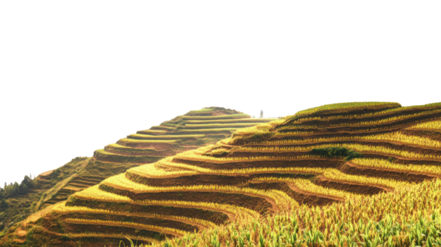 Stunning terraced rice fields in golden hues under a bright sky, showcasing the beauty of agricultural landscapes and rural farming practices.