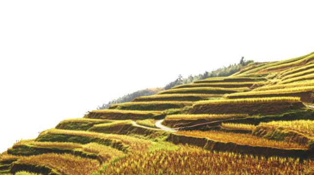 Terraced rice fields under a clear blue sky, showcasing vibrant yellow hues and intricate patterns. Perfect for nature-inspired projects.