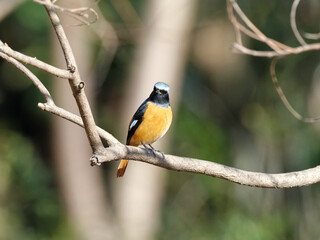 Beautiful bird Redstart bird, Daurian Redstart (Phoenicurus auroreus) standing on a branch.