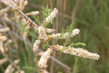 Naklejka premium Tamarix africana, also known as the African tamarisk, is a species of tree in the family Tamaricaceae. They have a self-supporting growth form and simple leaves.