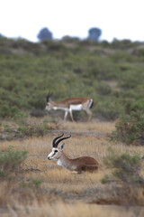 Gazelle grazing among dry grass in a desert area. Even-toed mammals, Azerbaijan.