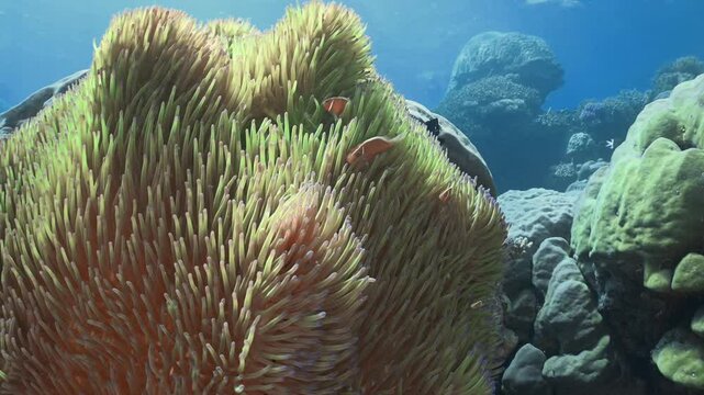 Pink Anemonefish gracefully weave in and out of a sea anemone on the Great Barrier Reef. Also known as Pink Skunk Clownfish.