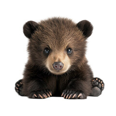 Obraz premium Adorable Baby Brown Bear Cub Close Up Wildlife Animal Portrait,