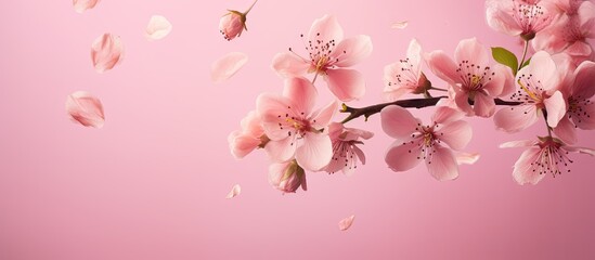 Naklejka premium Delicate pink quince blossoms with falling petals on a soft pink background create a serene spring atmosphere in high resolution image.