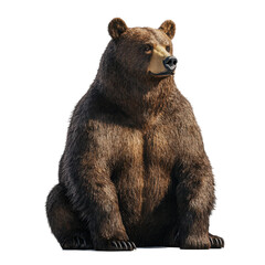 Obraz premium Majestic Brown Bear Sitting Calmly Wildlife Animal Portrait Nature