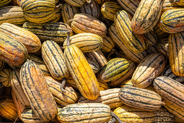 Fototapeta premium Many green and yellow striped pumpkins of different sizes. Background