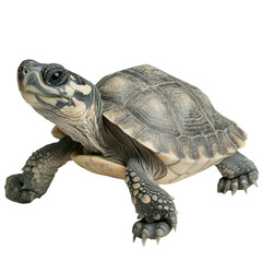 Obraz premium Adorable Baby Tortoise Shell Gray Black Yellow Wildlife Reptile,