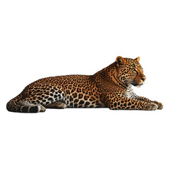 Fototapeta premium Majestic Leopard Resting on Black Background Wild Cat Portrait Wildlife Animal