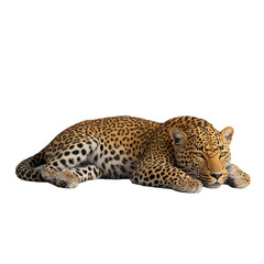 Fototapeta premium Majestic Leopard Resting Serene Wildcat Black Background,