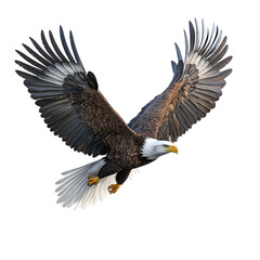 Obraz premium Majestic Bald Eagle in Flight Powerful Wings Spread Wide Dark Background