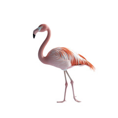 Fototapeta premium Pink Flamingo Isolated on Black Background Elegant Bird Wildlife Photography
