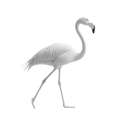 Obraz premium White Flamingo Walking Elegant Bird Black Background