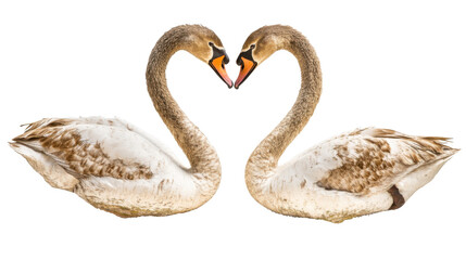 Obraz premium Two swan romantic on transparent background