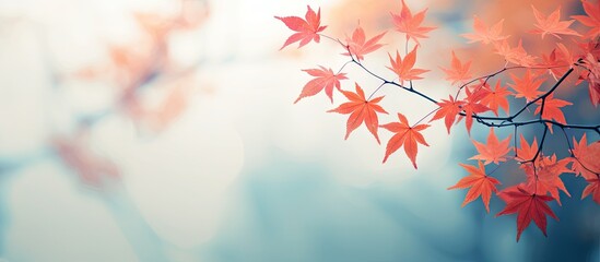 Blurry autumn background featuring vibrant orange and red maple leaves on a slender branch, softly illuminated against a pale blue backdrop.
