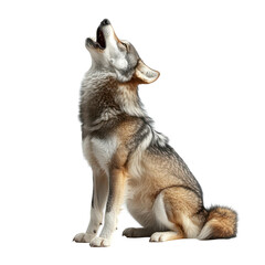 Obraz premium Majestic Wolf Howling at the Moon Night Animal Wildlife