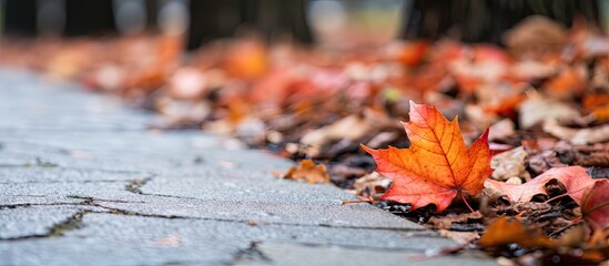 Autumn scene featuring a vibrant red leaf on wet cobblestone pavement, surrounded by fallen leaves and blurred tree trunks in the background.