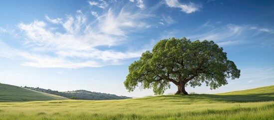 Lone majestic green oak tree stands in an expansive golden field under a bright blue sky with soft white clouds in the background