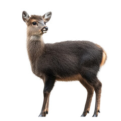 Fototapeta premium Majestic Reindeer Profile Dark Background Wildlife Art